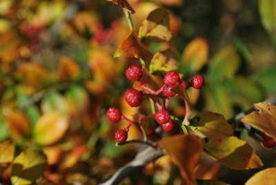 Zanthoxylum simulans - žlutodřev čínský - detail plodenství